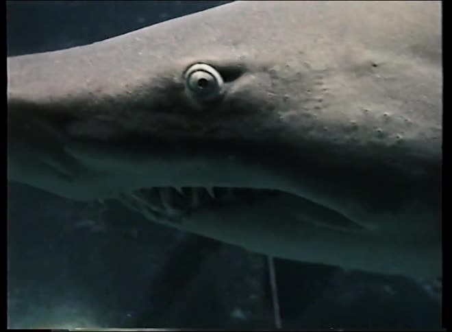 A menacing close-up of a shark's head, showing its eye and sharp teeth as it swims slowly through the dark water