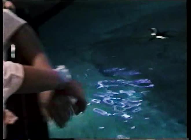 Young boy watches penguins swim through a rocky aquarium pool exhibit