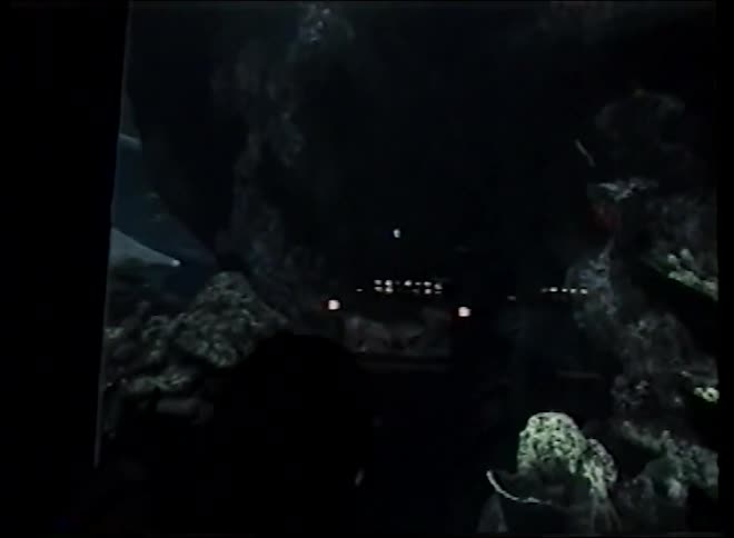 Archival 1989 footage shows sharks swimming peacefully among other fish in a large, dark aquarium