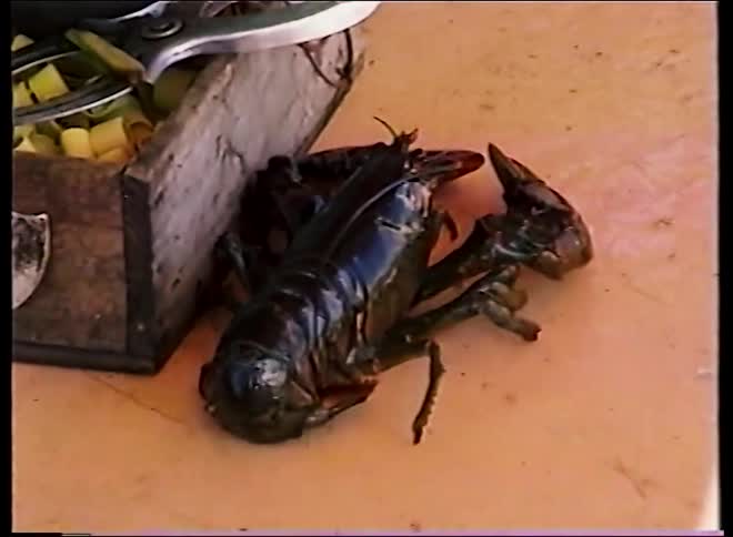 Vintage archival footage of freshly caught lobsters and a crab moving on the deck of a boat