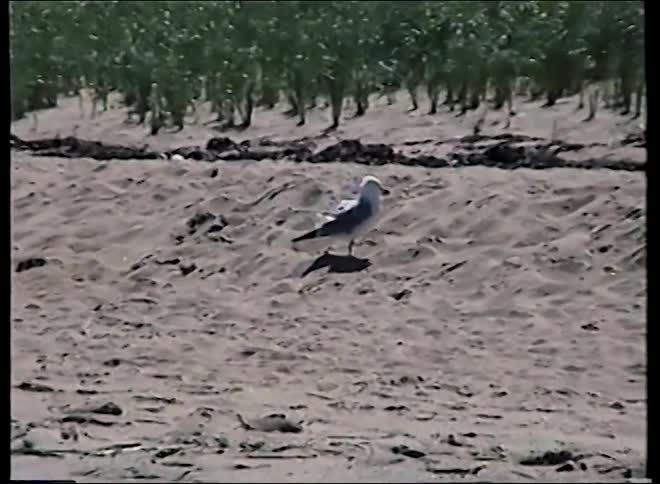 A lone seagull walks across the sand on a beach with tall green grass in the background