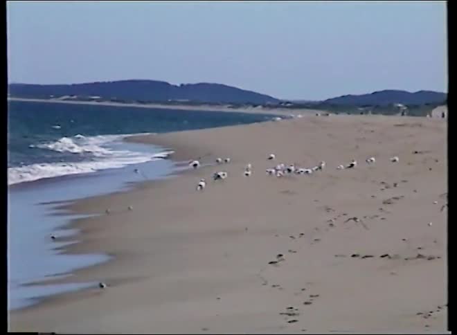 A flock of birds fly low over the sand before landing on a tranquil beach next to the ocean waves