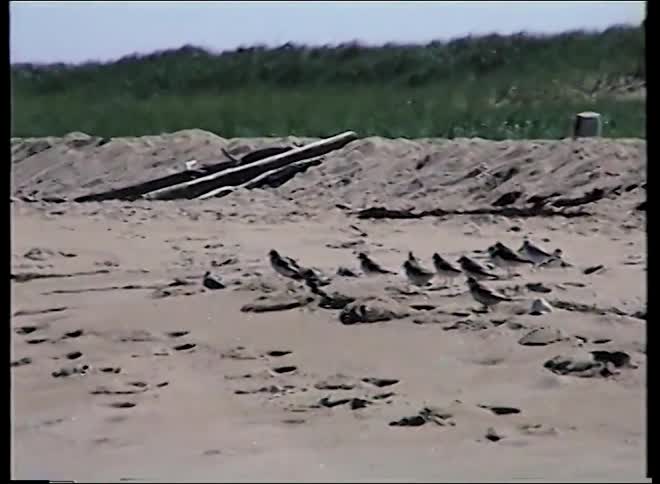 A flock of sandpipers forages on a sandy beach in front of grassy dunes in grainy vintage footage