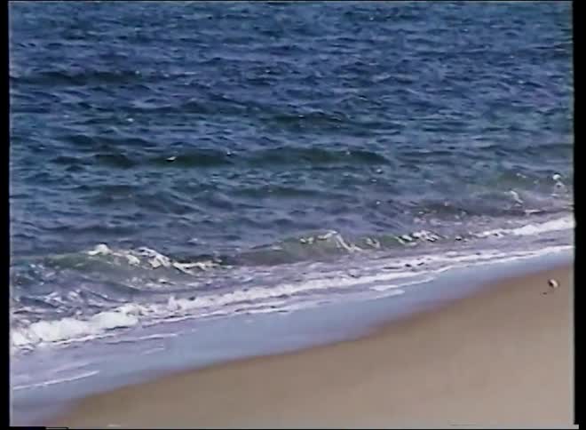 Vintage archival footage captures seagulls on a sandy beach before panning along the shoreline to the ocean waves