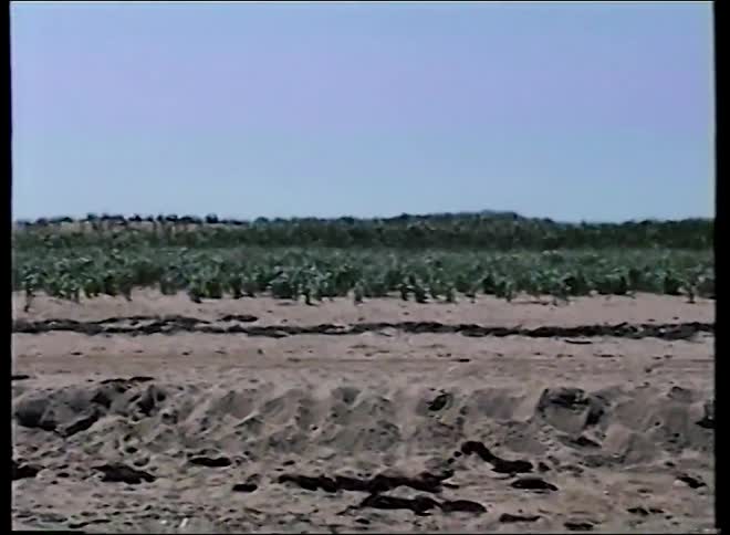 A slow pan reveals a sandy beach with grassy dunes, seaweed, and a pile of driftwood under a clear blue sky