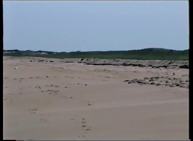 A flock of terns takes flight from a vast sandy beach in a slow pan out to a wide landscape shot from archival footage