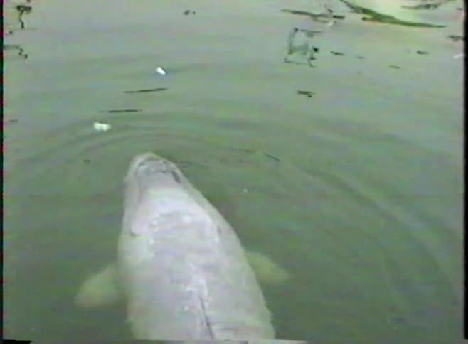 A playful dolphin surfaces and spits water before a gentle manatee gracefully swims in a marine enclosure