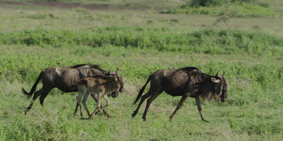 Wildebeests running through the grass
