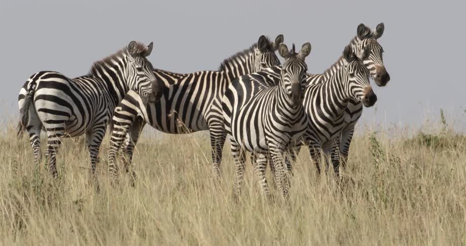 Several zebras stand clumped together
