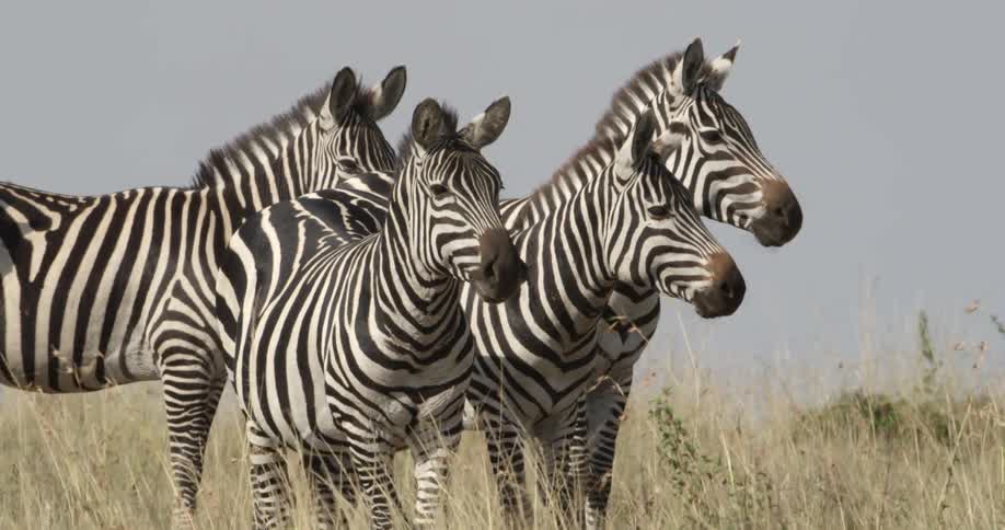 Zebras standing in a grassy field