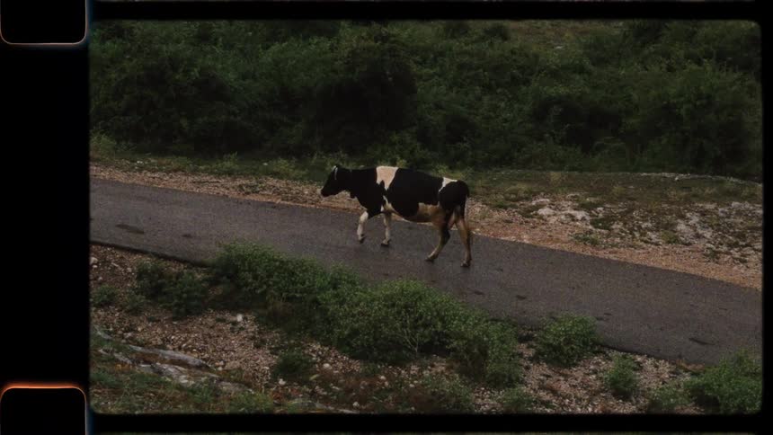 Super 8 film footage of a dairy cow walking along a quiet country road surrounded by lush greenery