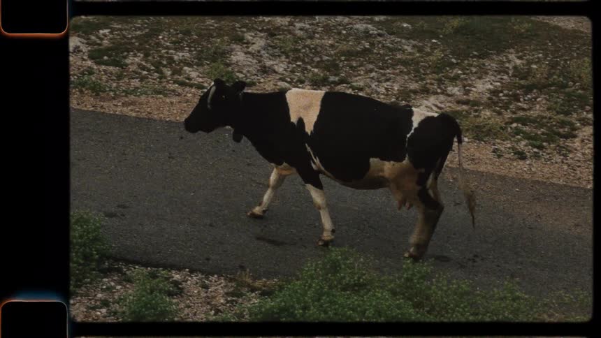 A lone black and white cow walks slowly down a rural road in this vintage Super 8 film footage