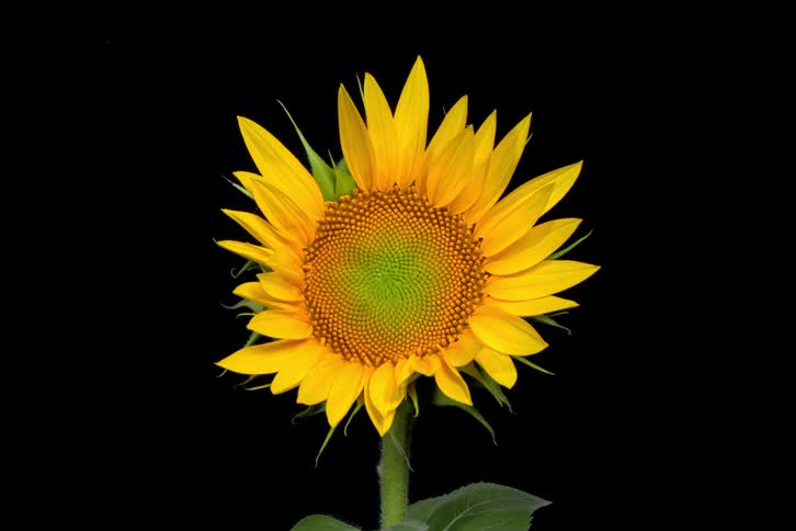 A vibrant yellow sunflower with a green center stands motionless in a cinemagraph against a solid black background