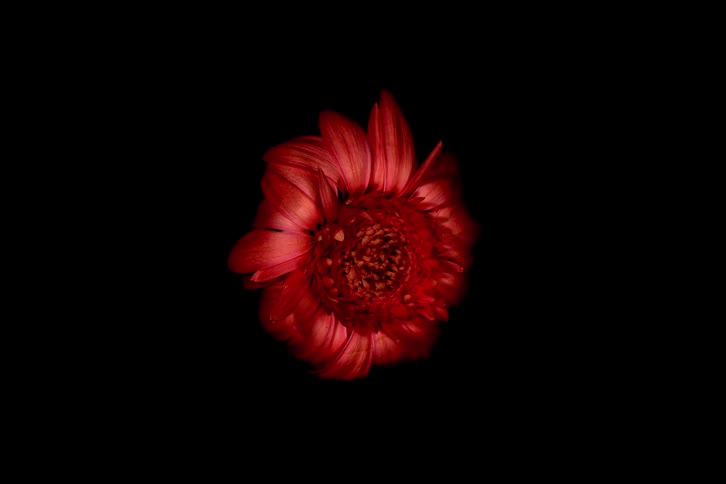 Vibrant red gerbera daisy unfurls its petals in a beautiful time-lapse against a black background