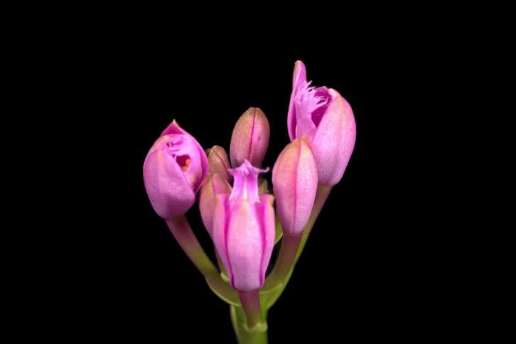 Close-up time-lapse of beautiful pink spathoglottis orchid flowers blooming against a stark black backdrop