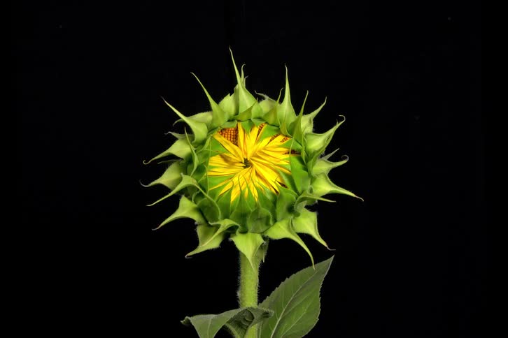 A beautiful time-lapse of a green sunflower bud opening its yellow petals against a solid black background