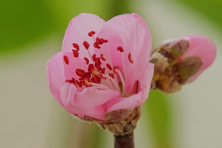 A beautiful pink peach blossom flower slowly blooms in a stunning macro time-lapse