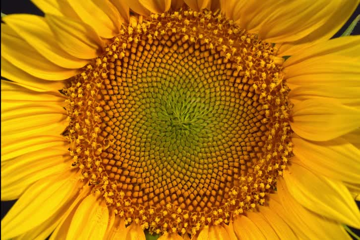 A time-lapse macro shot shows the center of a vibrant yellow sunflower blooming
