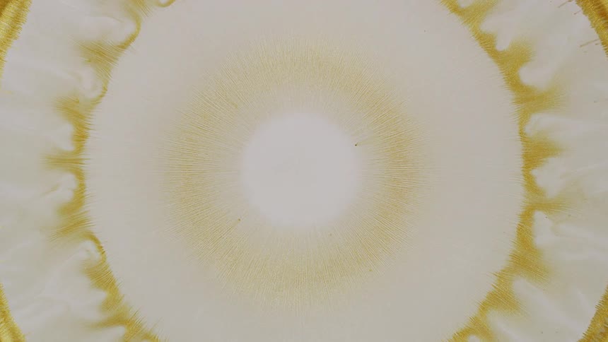 Golden and white inks react, creating a mesmerizing radial pattern that expands and retracts over time