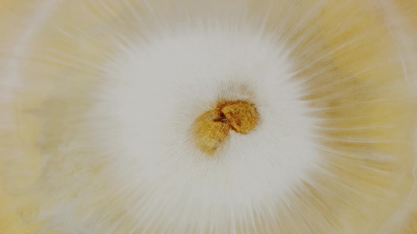 Golden and white acrylic paints interact in a mesmerizing chemical reaction, creating an abstract, expanding starburst pattern