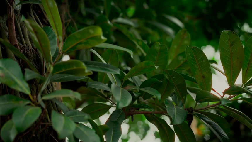 A single water drop falls from a vibrant green leaf in a dense jungle
