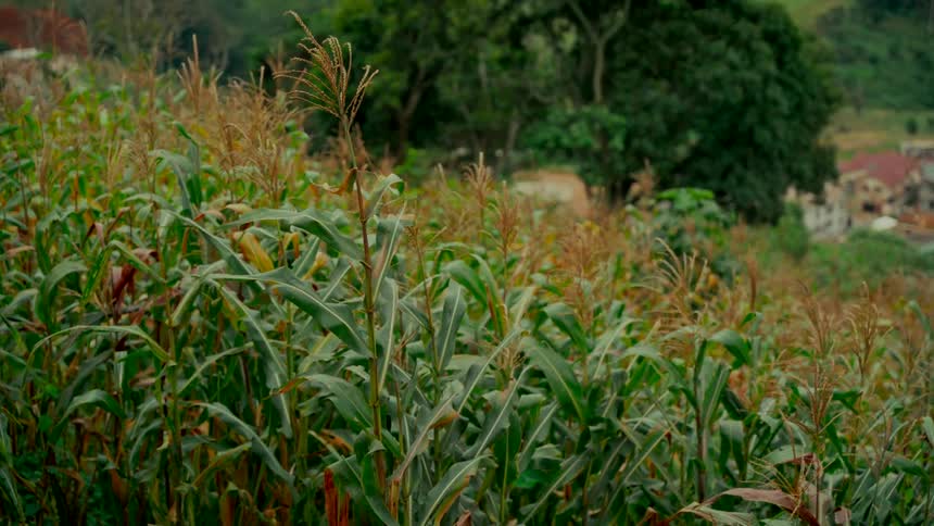 A tranquil field of tall green corn stalks sways gently in the breeze on a rural hillside