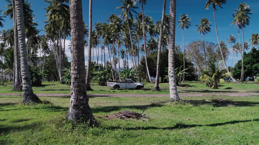 A white pickup truck is parked in a lush green grove of tall coconut palm trees on a sunny tropical day