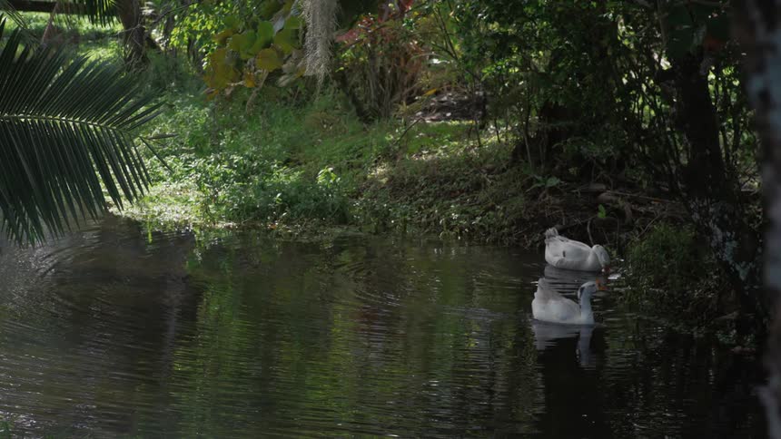 Two white geese swim into frame on a tranquil pond surrounded by lush tropical foliage