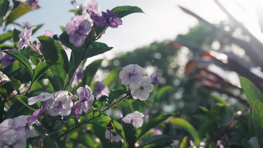A close-up of a vibrant purple flowering bush with morning dew on its petals, basked in the warm glow of the sun
