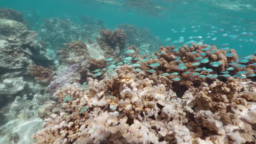 A vibrant school of small, turquoise fish gracefully swims above a detailed coral reef in clear ocean water