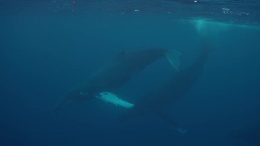 An underwater view shows a majestic mother humpback whale and her calf swimming peacefully in the deep blue sea