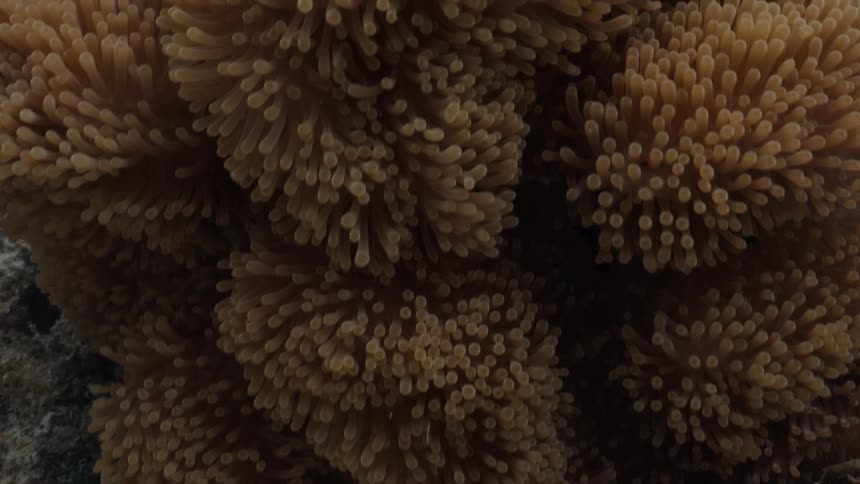 A mesmerizing slow zoom into a dense brown sea anemone reveals its intricate, swaying tentacles and the tiny fish that call it home