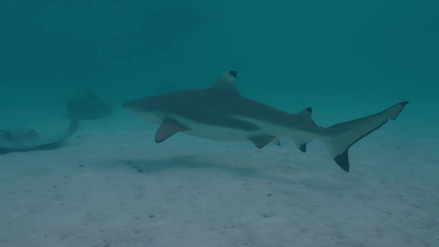 A blacktip reef shark swims gracefully over a sandy ocean floor, revealing a resting stingray below
