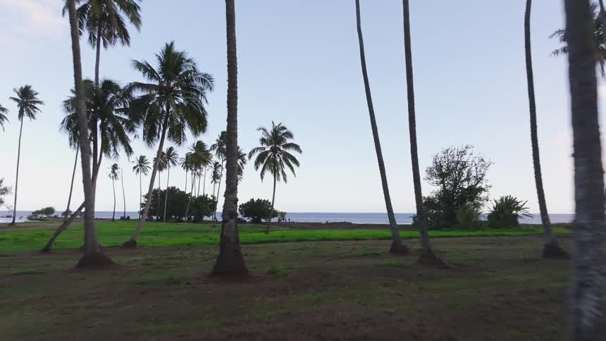 A tranquil journey through a coastal palm tree plantation reveals the serene ocean in the background