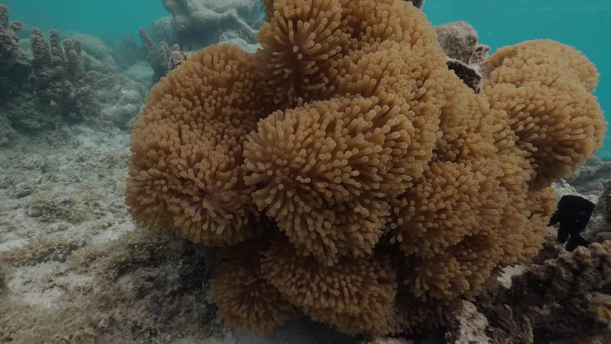 A large, tan sea anemone's tentacles gently sway in the ocean current on a sandy seabed