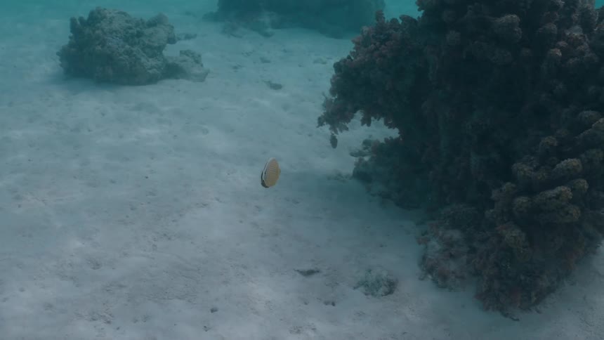A single yellow butterflyfish gracefully glides over a sandy seabed towards a dark coral reef formation