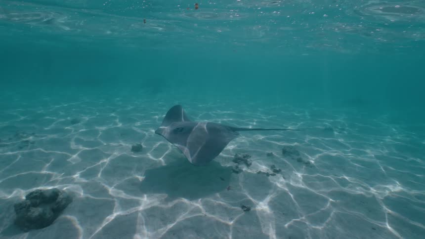 An elegant stingray gracefully swims over a sunlit, sandy seabed in crystal-clear turquoise water