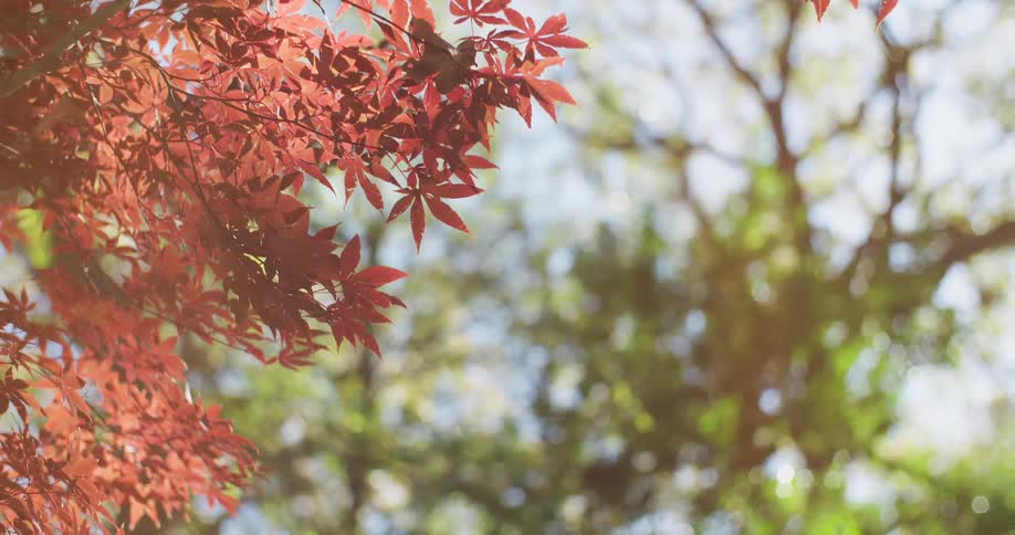 Soft focus shot of sunlit trees slowly sharpens to reveal vibrant red maple leaves in a serene forest