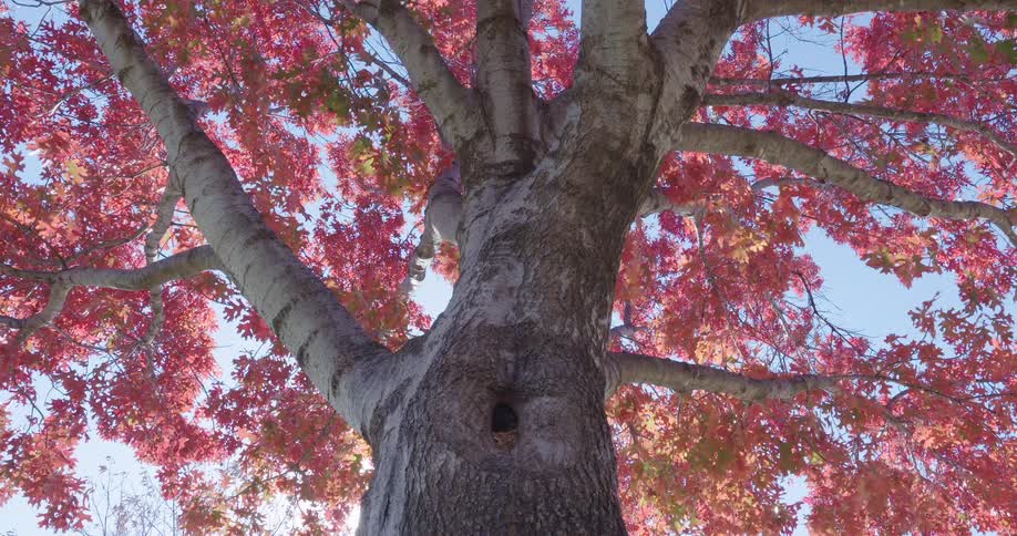 A low-angle, static shot looks up the trunk of a large tree with vibrant red leaves swaying in the breeze against a clear blue sky