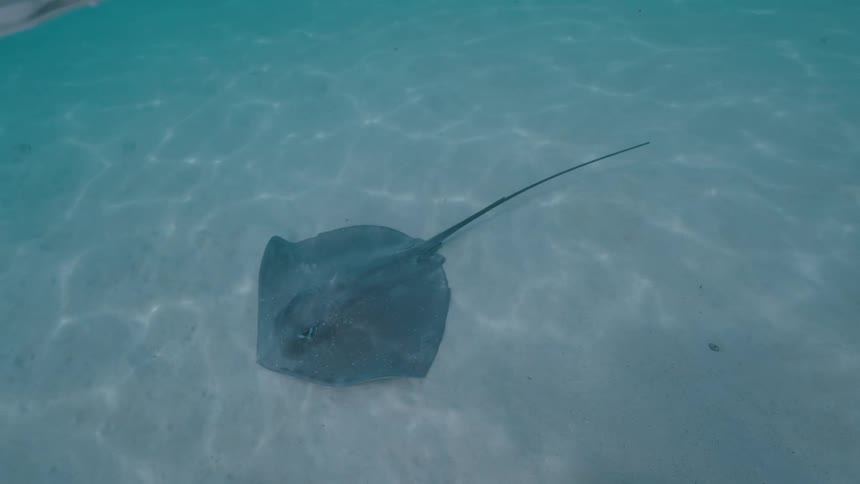 A solitary stingray rests on the sandy ocean floor in clear turquoise water as another swims along the surface above