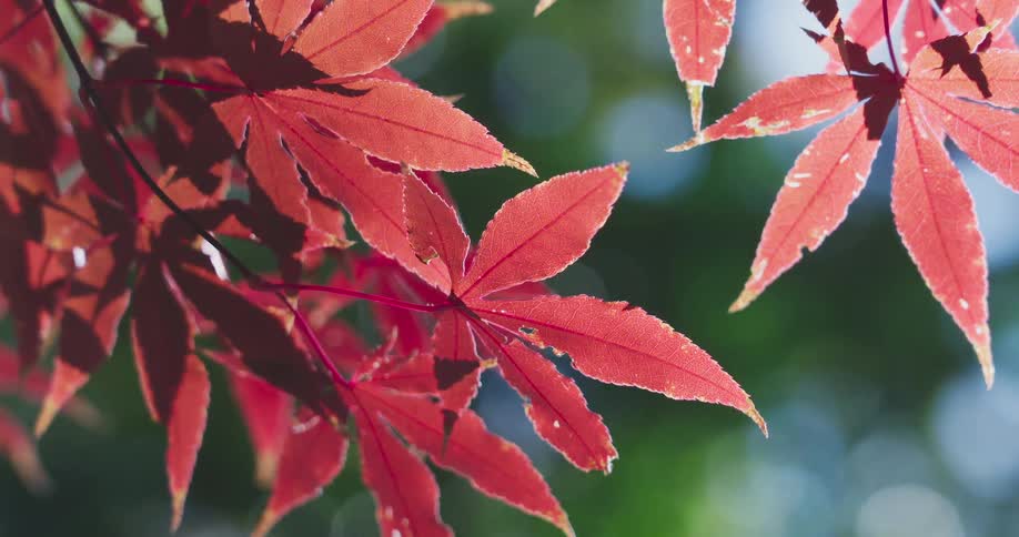 Vibrant red Japanese maple leaves dance in the gentle breeze against a soft, sunlit background