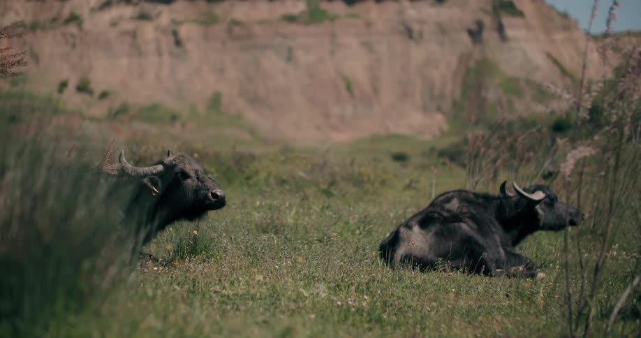 Two water buffaloes with large horns relax in a grassy field with a large hill in the background