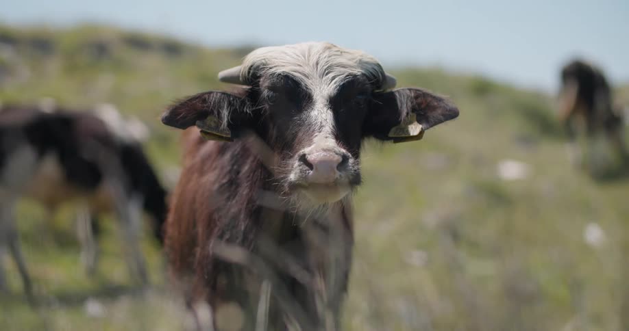 A young water buffalo calf with distinct white fur on its head chews contentedly in a sunlit green pasture