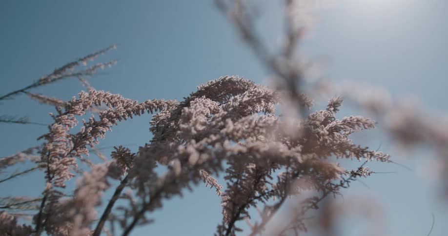 Low-angle slow-motion shot of wild feathery plants dancing in the breeze under a bright sun and blue sky