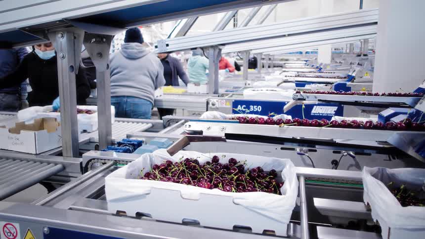 Workers sort and pack fresh cherries on an automated conveyor belt system in a modern food processing plant