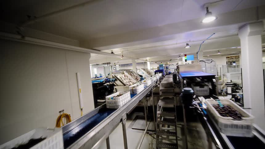 An immersive walkthrough of a modern food processing plant, following crates of fresh grapes along an automated production line