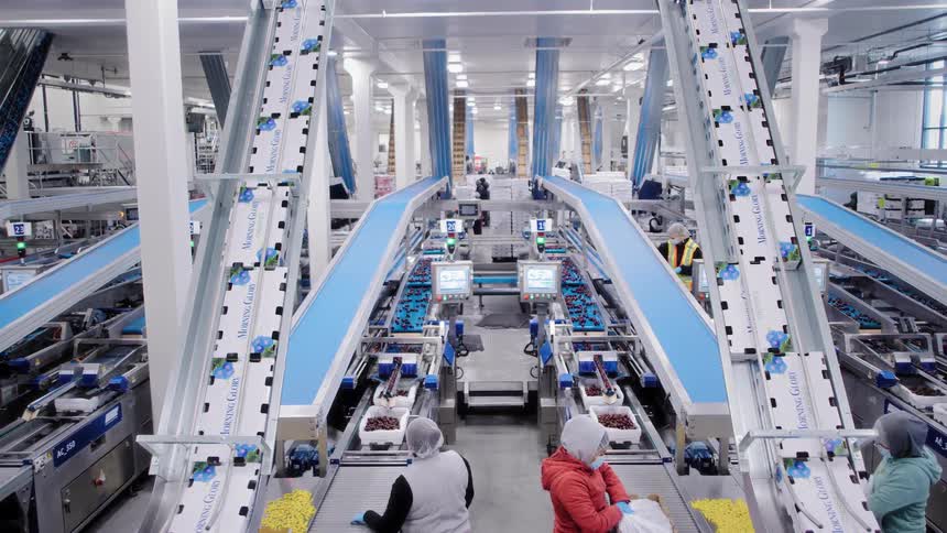 High-angle view of workers sorting fresh cherries on an automated conveyor belt system in a modern fruit packing facility