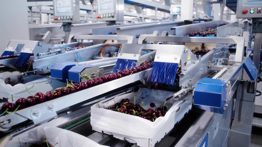 Slow motion tilt down an automated assembly line sorting and packaging fresh cherries into boxes