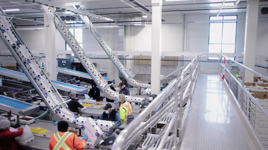 A supervisor observes workers on a busy assembly line in a modern food processing facility