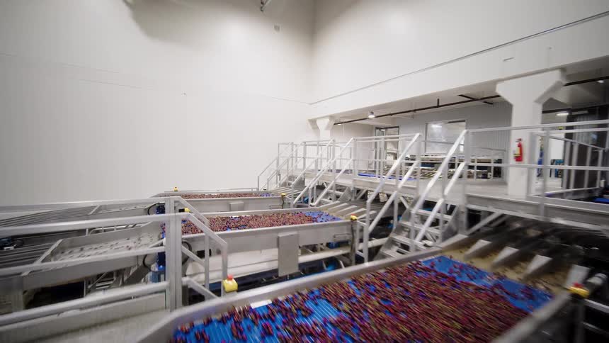 Smooth tracking shot through a large, modern industrial facility where cherries are processed on automated conveyor belts